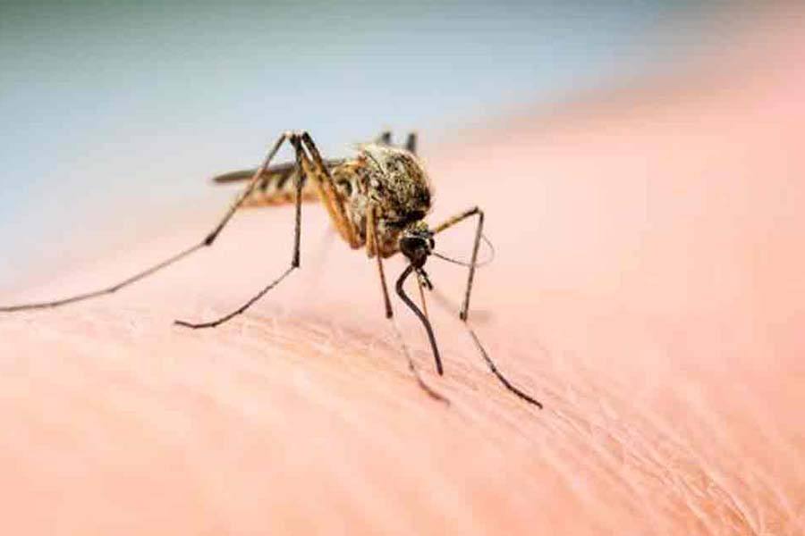 சென்னையில் டெங்கு காய்ச்சலால் 6 வயது சிறுமி மரணம்!