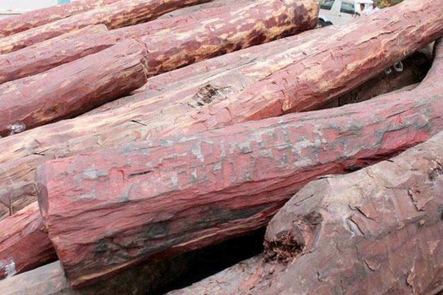செம்மரம் வெட்ட சென்றதாக 13 தமிழர்கள் ஆந்திராவில் கைது 