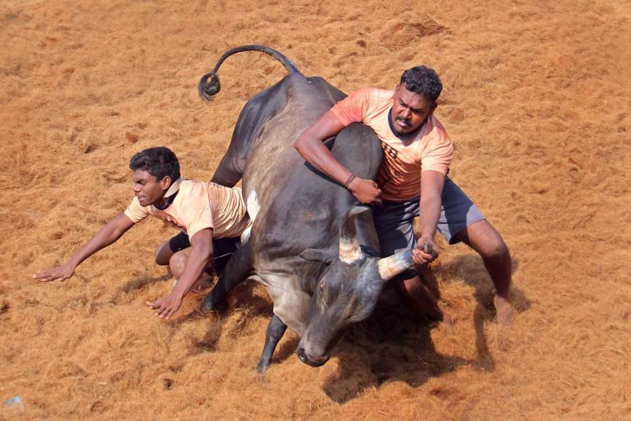 மதுரை அருகே மாபெரும் எருதுக்கட்டு விழா