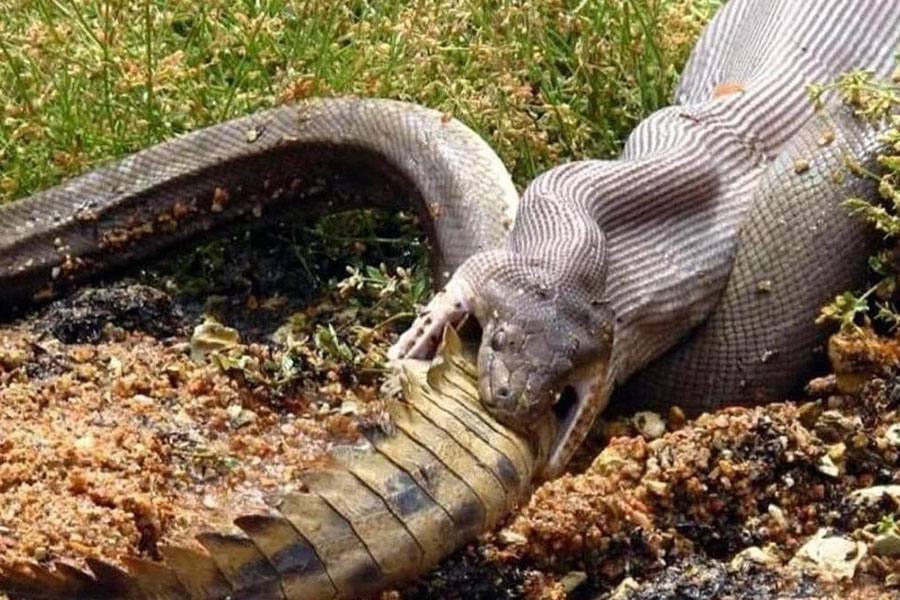 முதலையை விழுங்கும் மலை பாம்பு : வைரலாகும்  வீடியோ காட்சிகள்!