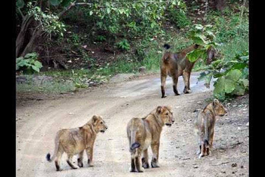 குஜராத்தில் சாலையில் ஜாலியாக வலம் வரும் சிங்கங்கள்!