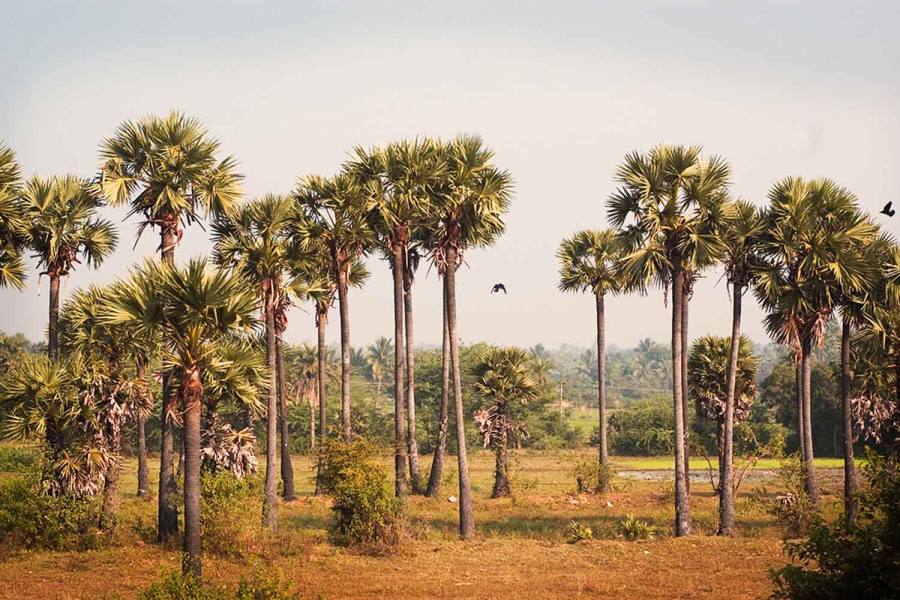 பேரிடரைத் தாங்கி நிற்கும் பனை மரங்கள்