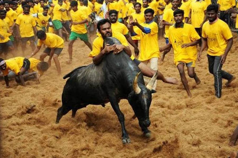 திருச்சி ஜல்லிக்கட்டு போட்டியில் 700க்கும் மேற்பட்ட காளைகள் பங்கேற்பு!