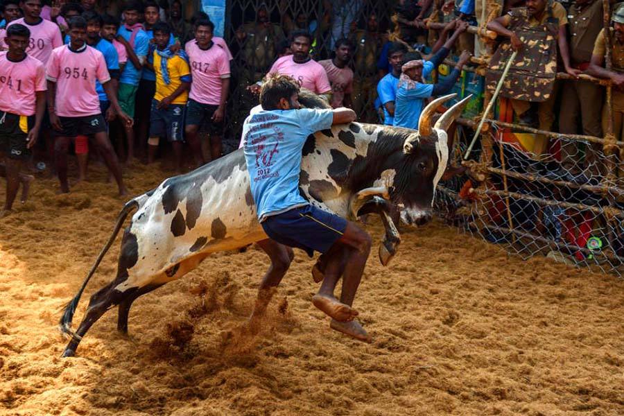 அவனியாபுரம், அலங்காநல்லூரில் ஜல்லிக்கட்டில் பங்கேற்க வீரர்கள் முன்பதிவு தொடக்கம்!