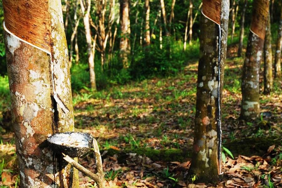 ரப்பர் இறக்குமதி அதிகரிப்பால் விலையில் சரிவு: விவசாயிகள் கவலை