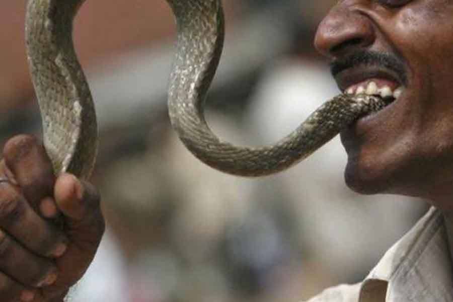 பாம்பு கடித்த கோபத்தில் பாம்பை திரும்ப கடித்த முதியவர் பரிதாப சாவு!