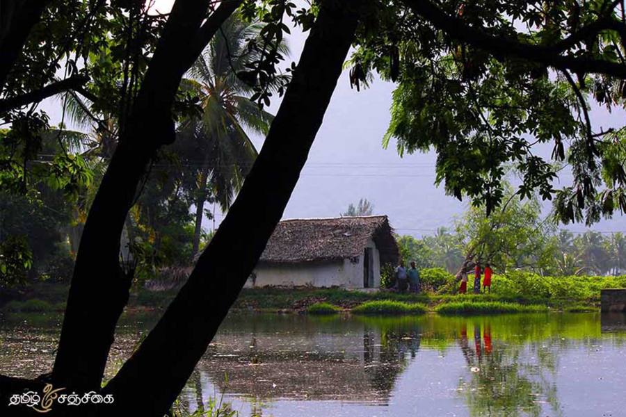 அனிச்சை