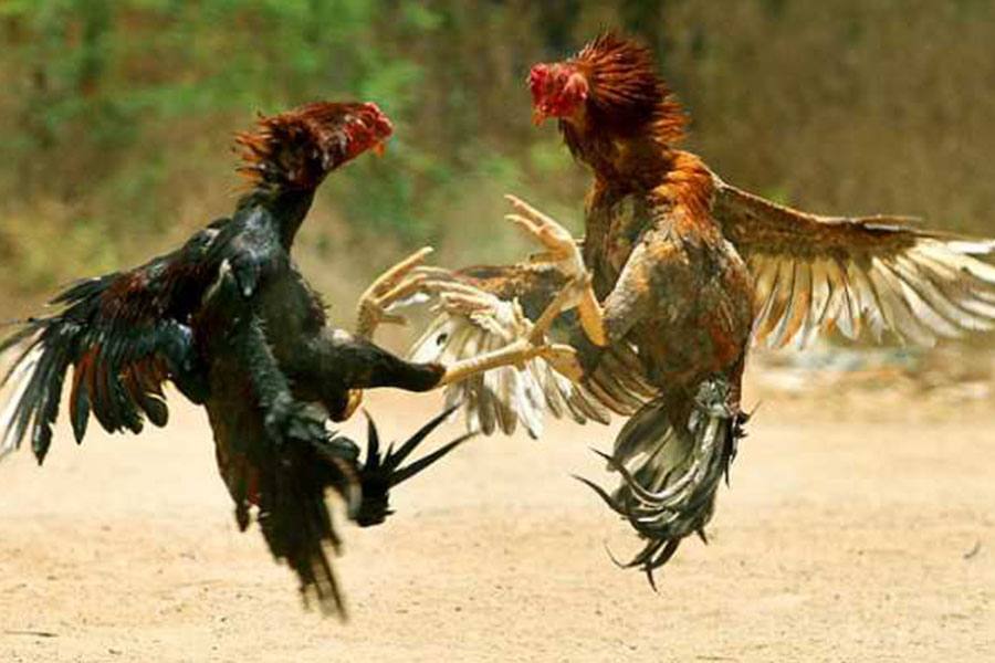 சேவல் சண்டை நடத்திய 20 பேர் கைது!