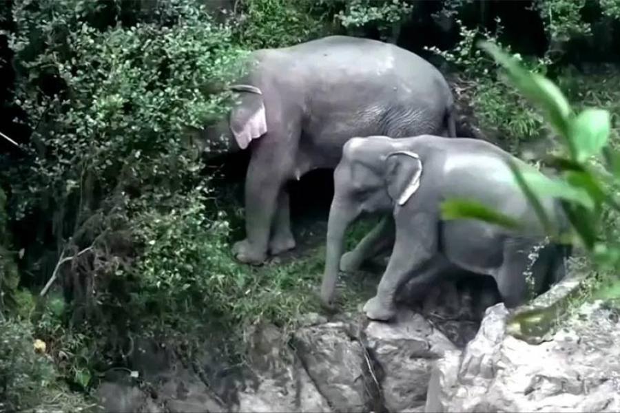 தாய்லாந்தில் பரிதாபம்: அருவியில் இருந்து விழுந்து 6 யானைகள் பலி!