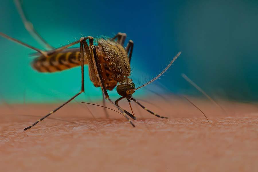 தமிழகத்தில் 3440 பேர் டெங்குவால் பாதிப்பு: சுகாதாரத்துறை தகவல்