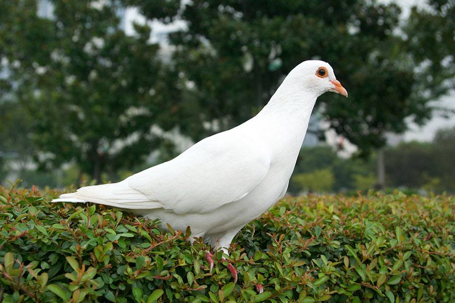 மீள்வேன்