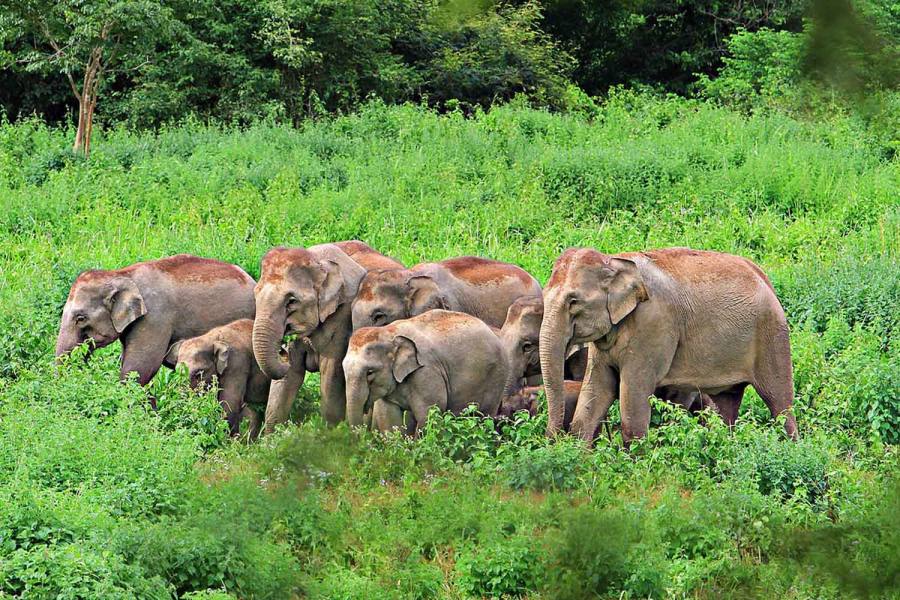 ஓசூர் அருகே  65 யானைகள் முற்றுகை: விவசாயி பலி, பயத்தில் மக்கள்