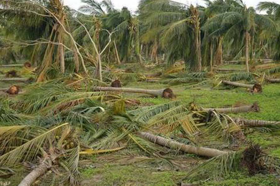 கஜா புயலில் எத்தனை தென்னை மரங்கள் பாதிக்கப்பட்டன? :நீதிமன்றம் கேள்வி