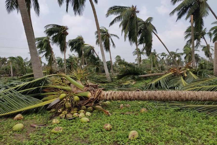கஜா புயலால் திண்டுக்கல்லில் விவசாய நிலங்கள் கடும் சேதம் 